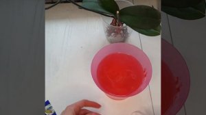 обработка орхидеи максимом