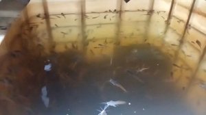 з недели в УЗВ. Поведение малька клариевого сома в УЗВ-моноблок.