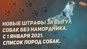 Новые штрафы за выгул собак без намордника. С 1 января 2021. Список пород собак. Размер штрафов.