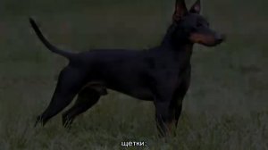 Английский той-терьер: описание породы собак