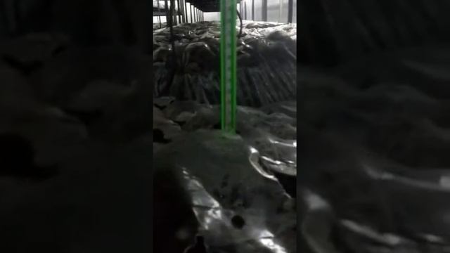 Выращивание Шампиньона.. Хабаровск, 8й день после загрузки!! смотреть онлайн