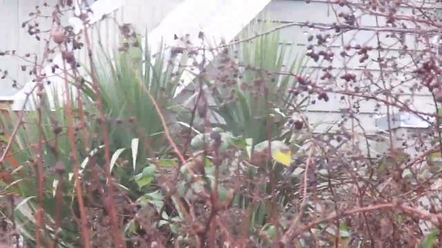 Big Cordyline australis tucked away in a seaside garden смотреть онлайн