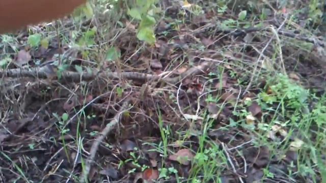 Как собирать грибы в лесу.mp4 смотреть онлайн