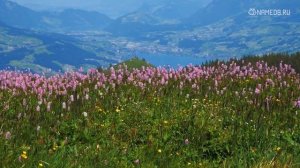 Совместимость: женщина-телец и мужчина-весы