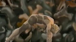 Вацлав Нижинский (2002)