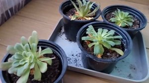 Левизия, мой первый опыт.