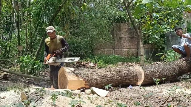 Most powerful Chainsaw !! Cut down 3 tamarind trees. смотреть онлайн