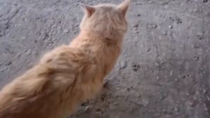 Красивый кот по имени Пушок милый ?