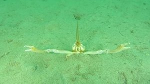 Крабы,крабики,КрабищИ!!