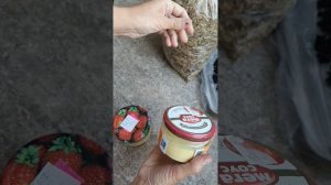 Целебная пыльца сосны. Сбор и обработка. ( по просьбе подписчиков)