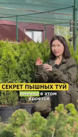 КАК СДЕЛАТЬ ТУЮ ПЫШНОЙ?