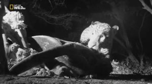 Охота ягуара на побережье (ч.2)