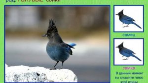 Сойка. Кареза. Голоса птиц