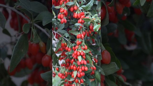 Годжи - основные целебные свойства растения смотреть онлайн