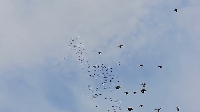 Голуби Рузманова В.В.поселок Степное Советскии раион смотреть онлайн