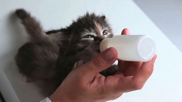 Ты кто ? Давай дружить! Котята, котик, прогулка, кормление