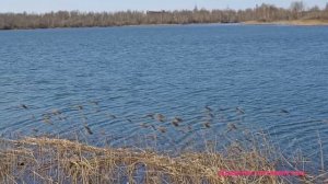 ОЗЕРО ПЕРМЯКОВСКОЕ МЕНЯЕТСЯ, ЛЮБИМЫЙ НИЖНИЙ НОВГОРОД #озеро #нижнийновгород  #Дневникоптимистки