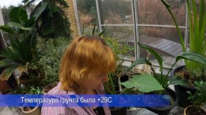 Как размножить инжир черенками. Укоренение осенью