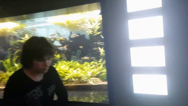 Экспозиция дождевые леса Юго-Восточной Азии мелкие рыбки и зелёные лягушки в аквариуме на ВДНХ смотреть онлайн