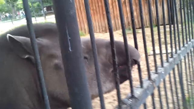 тапир смотреть онлайн