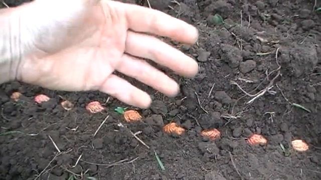 Персик из косточки. Правильная посадка под зиму. Выпуск 276