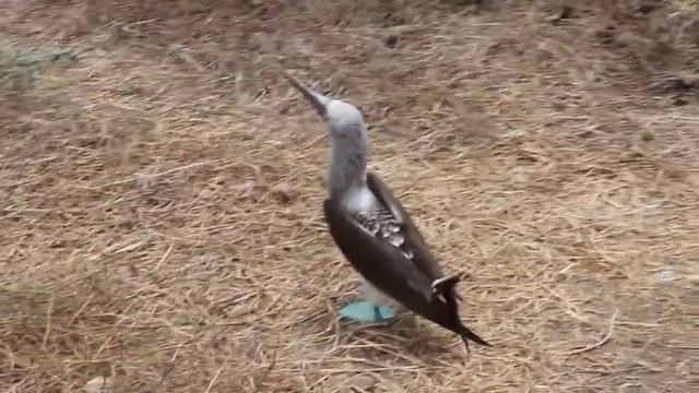 Олуши с голубыми лапами (Blue-footed booby) на острове в Эквадоре. смотреть онлайн