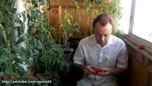 Балконные помидоры - дегустация. Выращивание томатов на балконе.