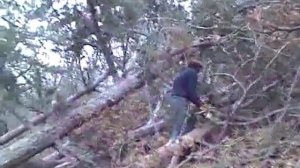 Работа в лесу с бензопилой