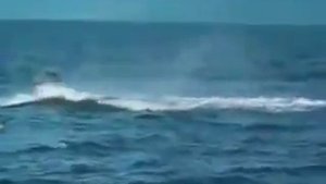 Касатка убивает человека на каяке