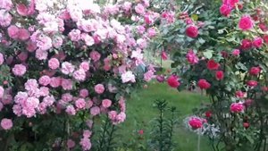 ЦВЕТЕНИЕ ПЛЕТИСТЫХ РОЗ В МОЕМ САДУ