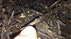 Компост для шампиньонов своими руками! Дикие грибы, клещи, пастеризация, посев.