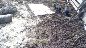 Гибриды вьетнамской свиньи и дикого кабана