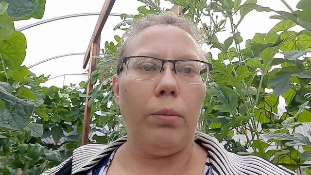 Как я обрабатываю арбузы. Почему они быстро растут. Ответы на некоторые вопросы.