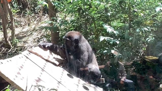 Wish Kintaro could play with baby Kiango!　🅷🅾🆃【KyotoZoo, Gorilla смотреть онлайн