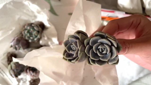 多肉【開箱】 買這麼多顆夢露我到底要乾嘛 | Unboxing Succulents Echeveria Monroe Ratam Tiny Burger Superbum Veriegata смотреть онлайн