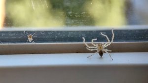 Развитие пауков от яйца до подростка (Olios sericeus)