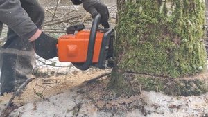 Валка дуба бензопилой Stihl MS 180