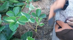 Работы с кустами клубники, после плодоношения.