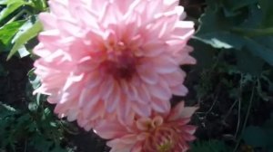 Георгины, выращенные по ЭМ технологии