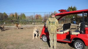 Львица Стерва РАЗГОВОРИЛАСЬ , ей не досталось мяса ! The evil lioness didn't get any meat!