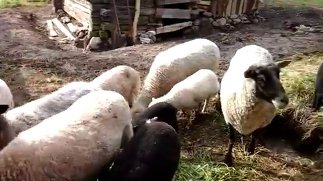 (2) Овцы с ягнятами. Наша гаспадарка "Горкі". 2015 г. смотреть онлайн
