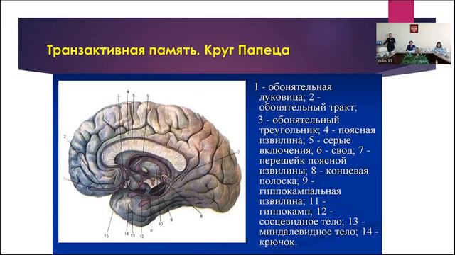 Лекция В.А. Пищальниковой «Функциональная неграмотность: нейрофизиологические следствия» на ФЛМК