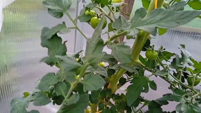 Обзор томатов в теплице по сортам. Крайний Север. смотреть онлайн