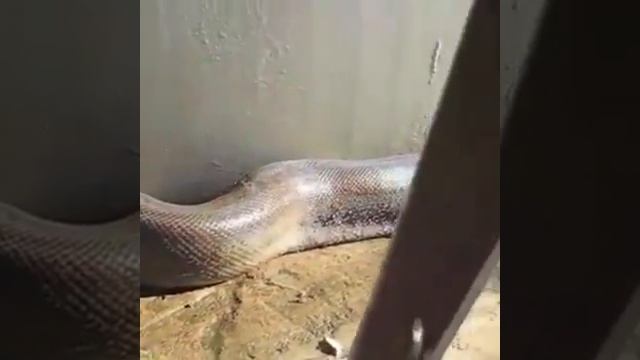 Прикол с анакондой? смотреть онлайн