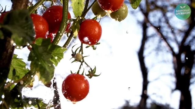 Многие едят Помидоры, но 90% даже не знают о том, Что Творят Помидоры с Организмом смотреть онлайн