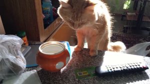 КОТ ЕСТ САХАР