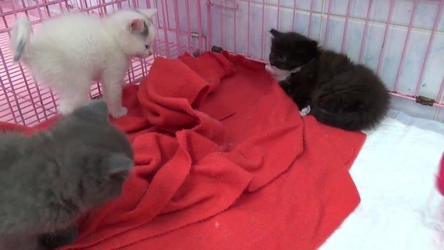 Маленькие котята ищут родной дом смотреть онлайн