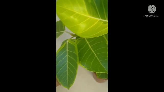 Ficus Altíssima смотреть онлайн