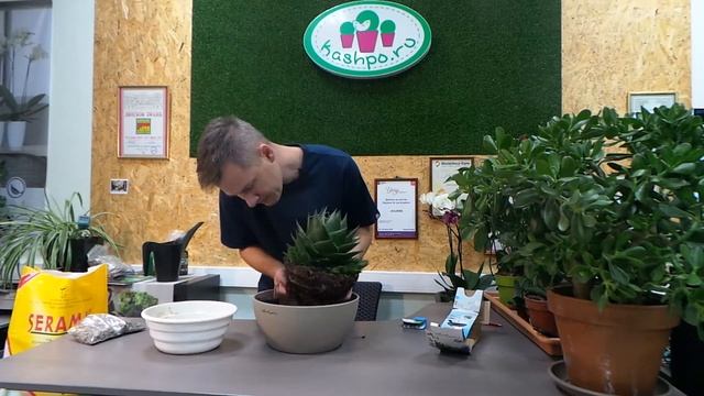 Розыгрыш кашпо Lechuza Cubeto с алоэ смотреть онлайн