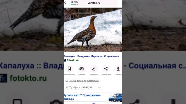 сегодня покажу фото кто такой Глухарь это птица